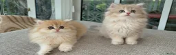 British Longhair cats for sale: Golden Longhair Kittens BY12 in Cardiff - Advert 15