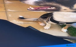 Border Collie dogs for sale: Reggie🩵 - Image 7