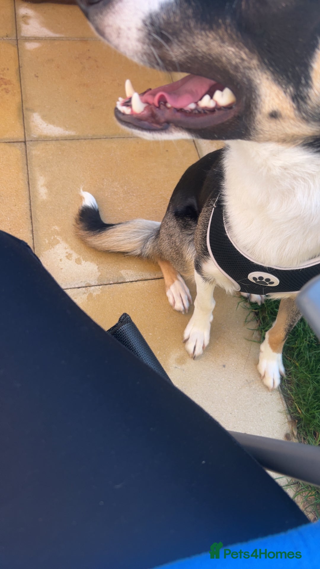 Border Collie dogs for sale: Reggie🩵 - Image 7