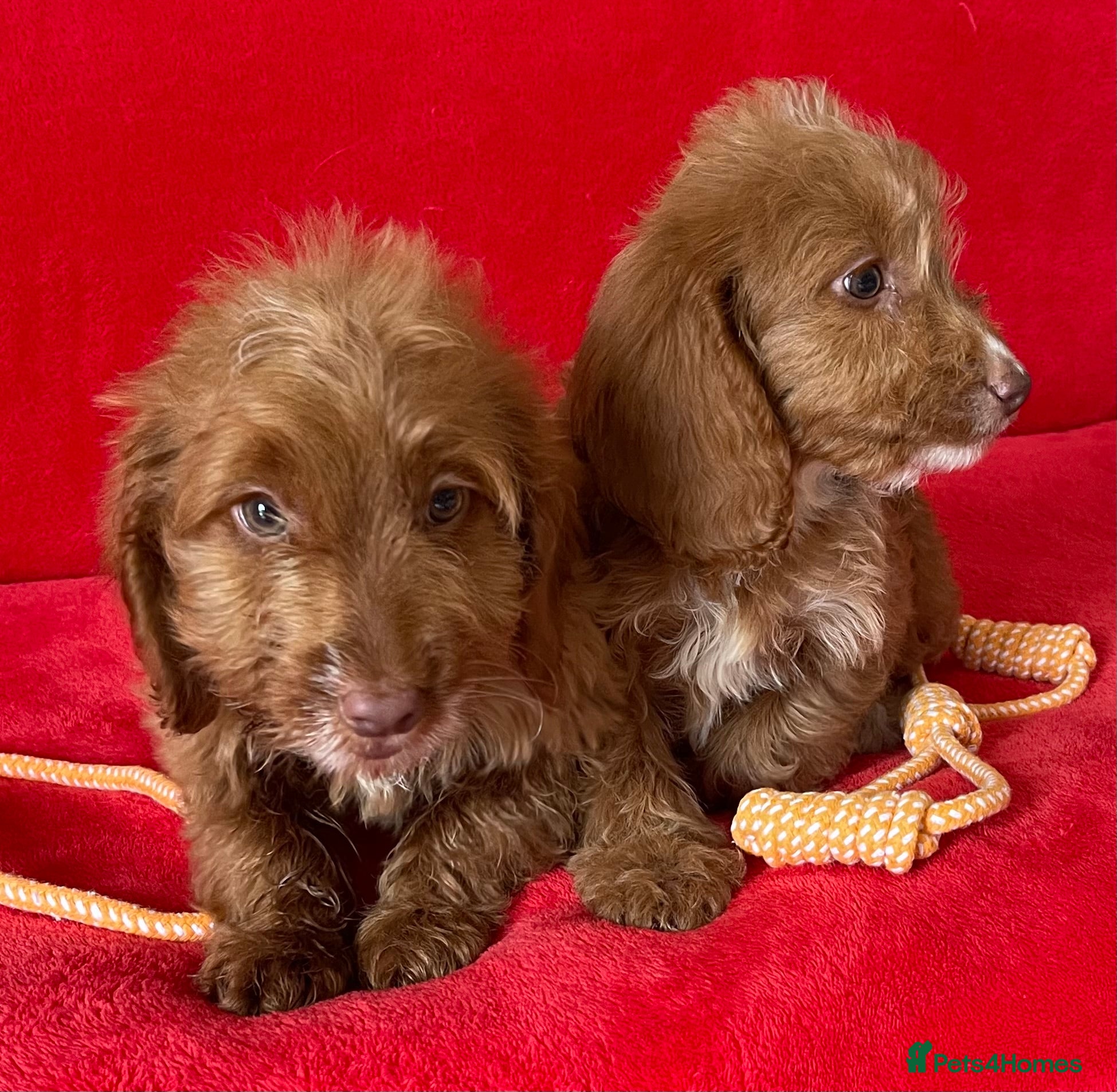 Cockapoo dogs Beautiful F1 cockerpoo pups NOW READY - Advert 1