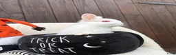Netherland Dwarf rabbits for sale: gorgeous Netherland dwarf babies. Ruby eyed white  - Advert 3