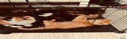 Mixed Breed cats for sale: Sweets without calories!! - Advert 4