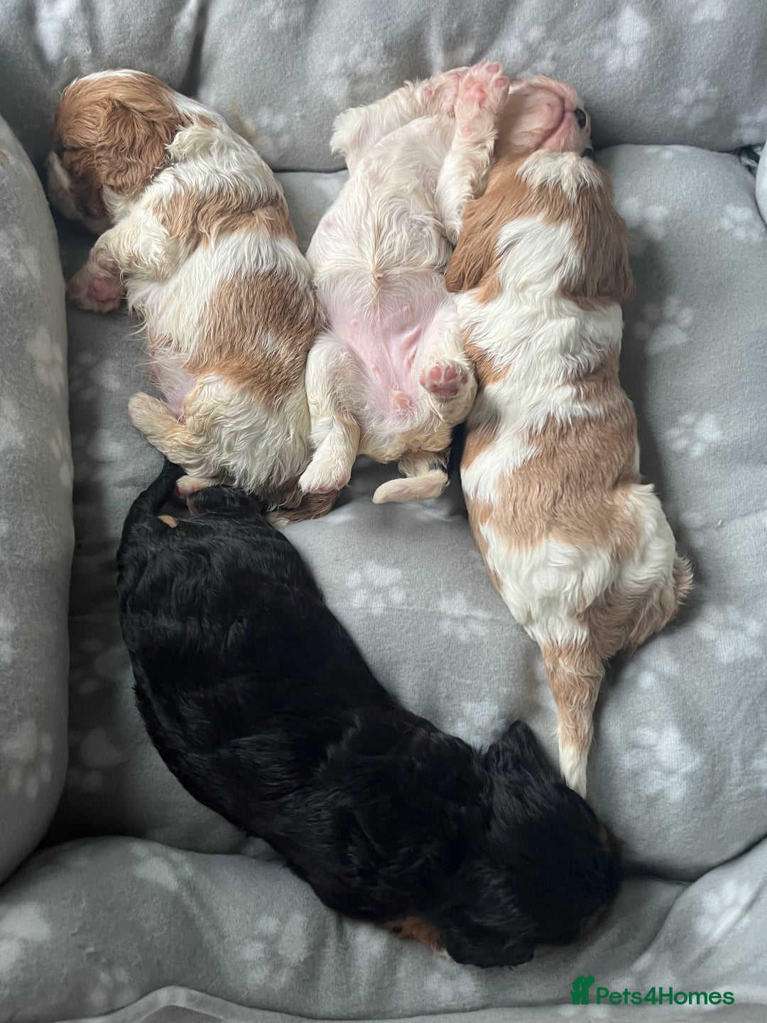 Cavalier King Charles Spaniel dogs for sale: Cavalier King Charles puppy’s  - Advert 23