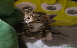 Bengal cats for sale: Bengal X kittens - Image 21