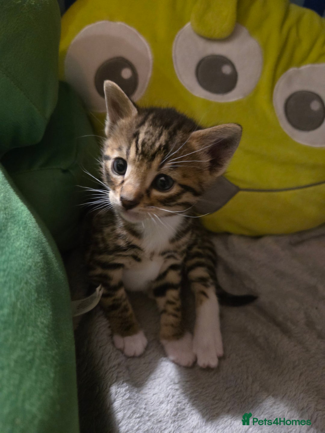 Bengal cats for sale: Bengal X kittens - Image 21