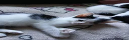 Mixed Breed cats for sale: Beautiful adorable little kitten - Advert 21