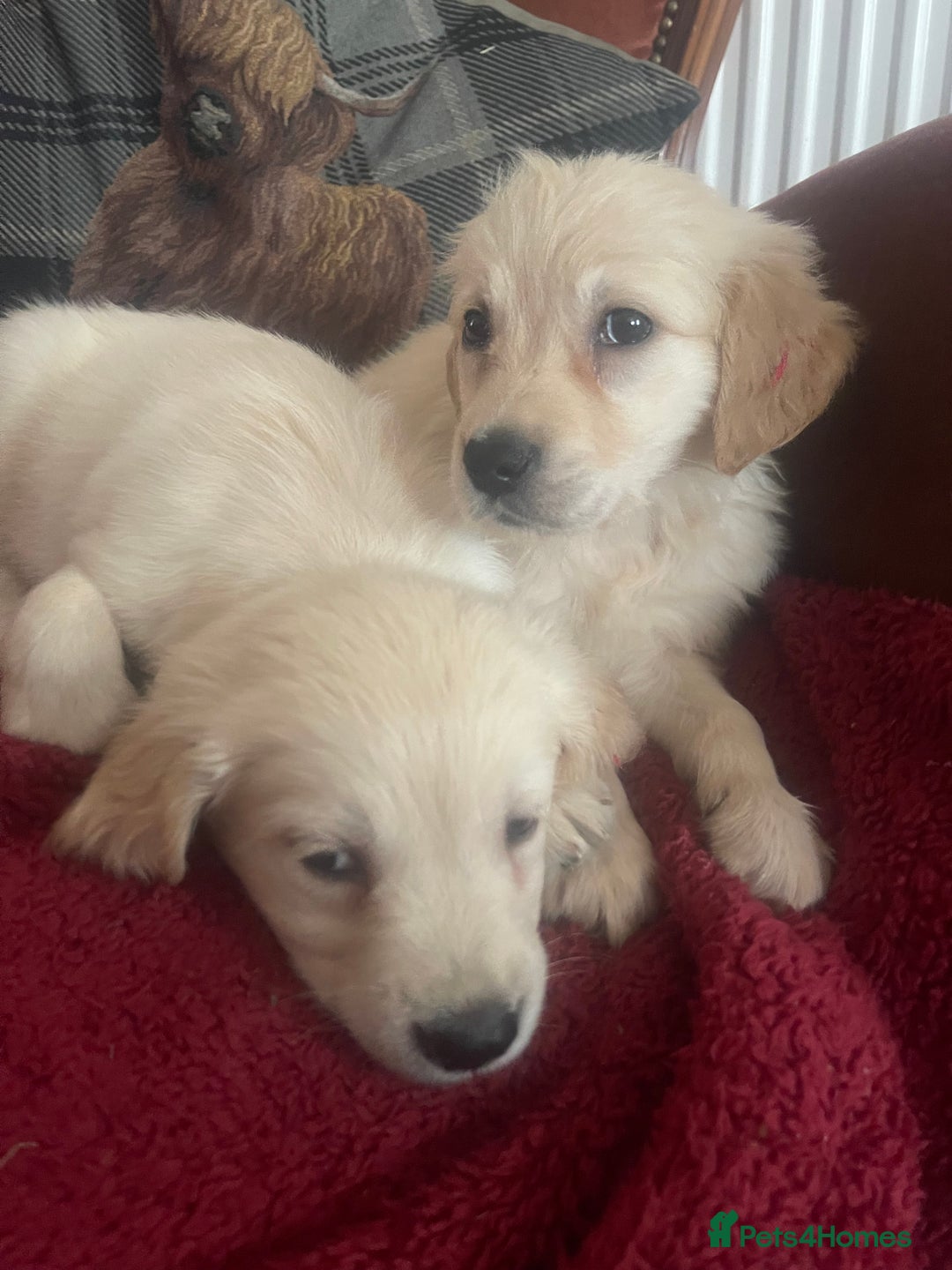 Golden Retriever dogs for sale: Full health tested golden retriever pups  - Image 6