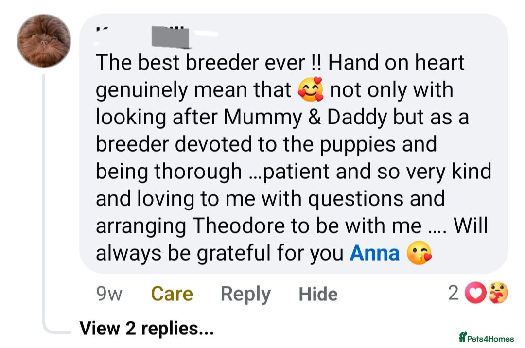 Shih Tzu dogs for sale: Last gorgeous tiny chocolate boy available - Advert 7