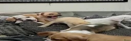 Mixed Breed dogs for sale: Beagle x staffy puppies 8 weeks in Rowley Regis - Advert 8