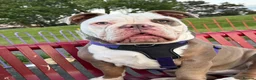 Olde English Bulldogge dogs for sale: 12m old English bulldog female  - Advert 8