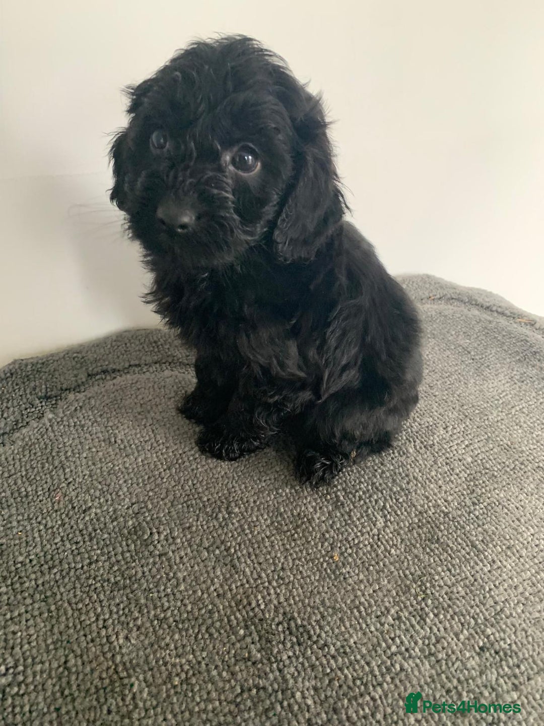 Cockapoo dogs for sale: Stunning black Cockapoo puppies for sale - Image 6