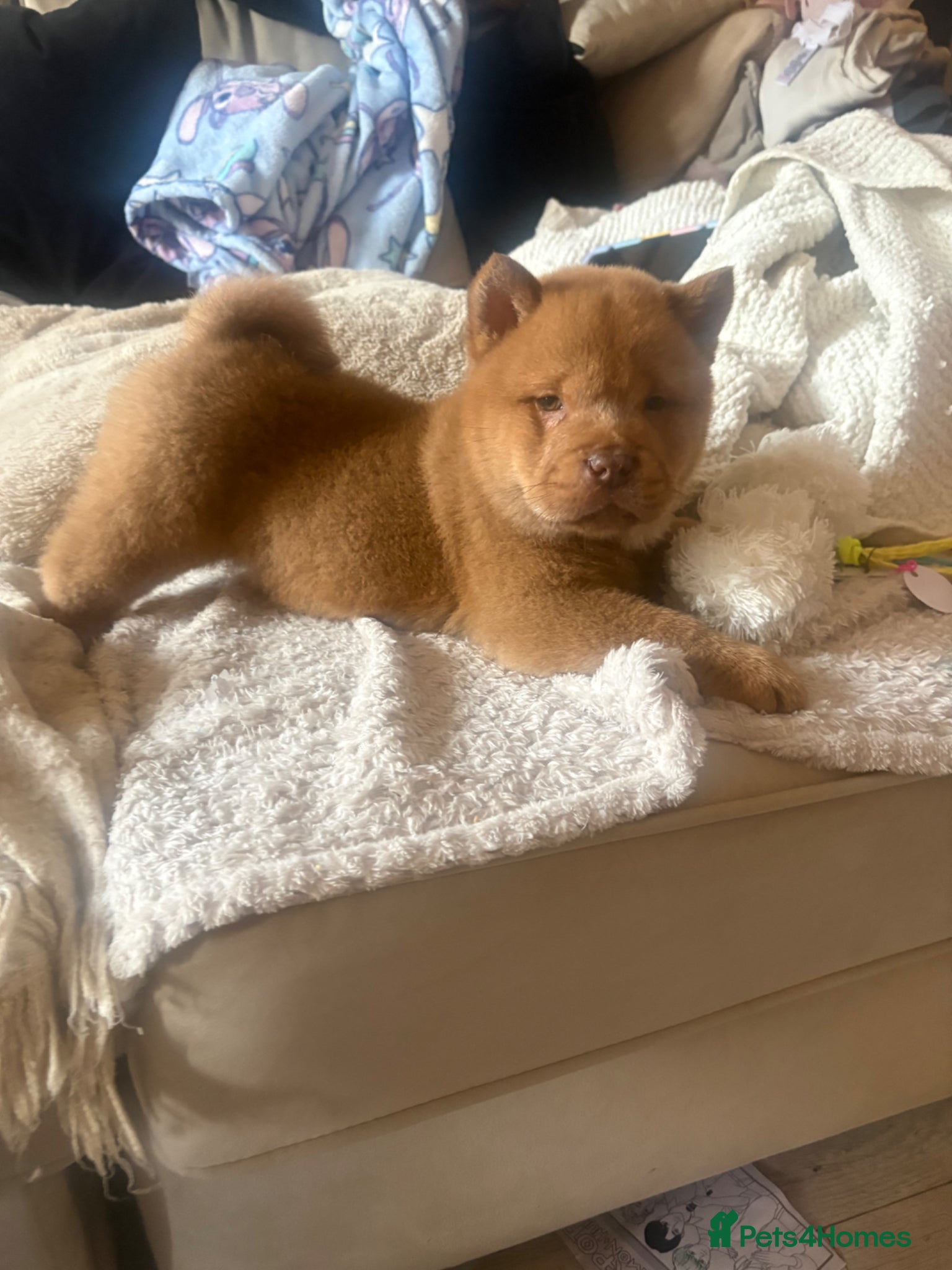 Chow Chow dogs Chow Puppies - Advert 7