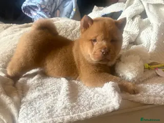 Chow Chow dogs Chow Puppies - Advert 7