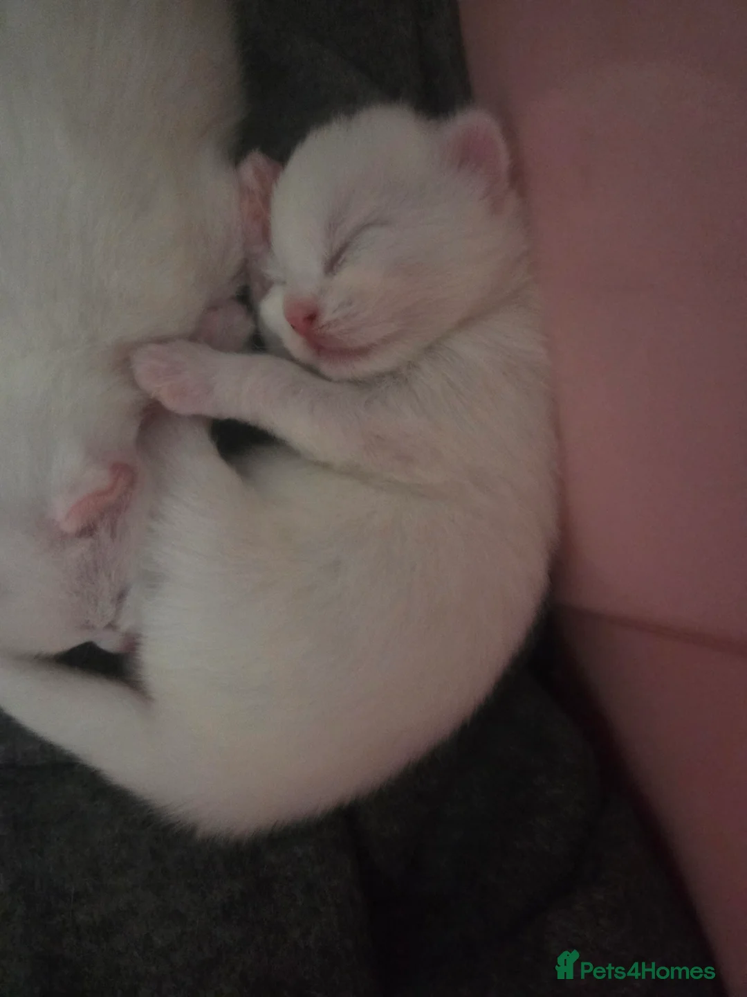 Mixed Breed cats for sale: 2 gorgeous white kittens - Advert 1