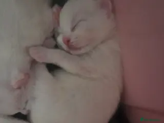 Mixed Breed cats 2 gorgeous white kittens - Advert 1