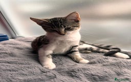 Bombay cats for sale: Friendly and smart Kittens  - Image 6