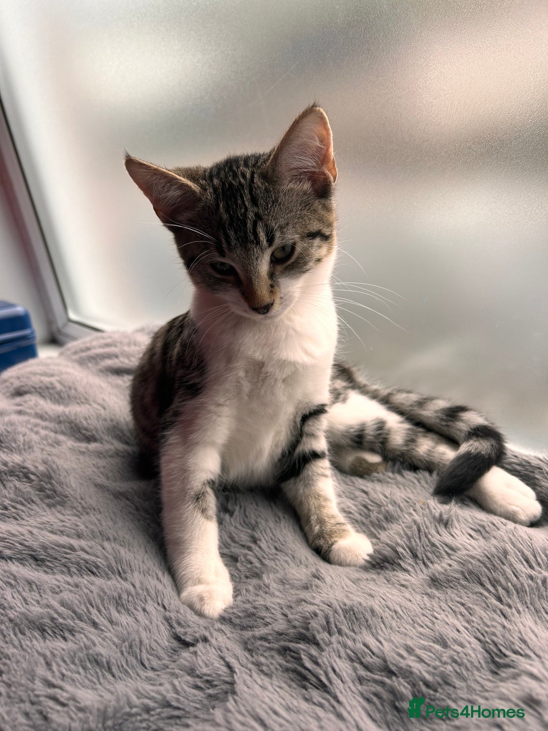 Bombay cats for sale: Friendly and smart Kittens  - Image 6