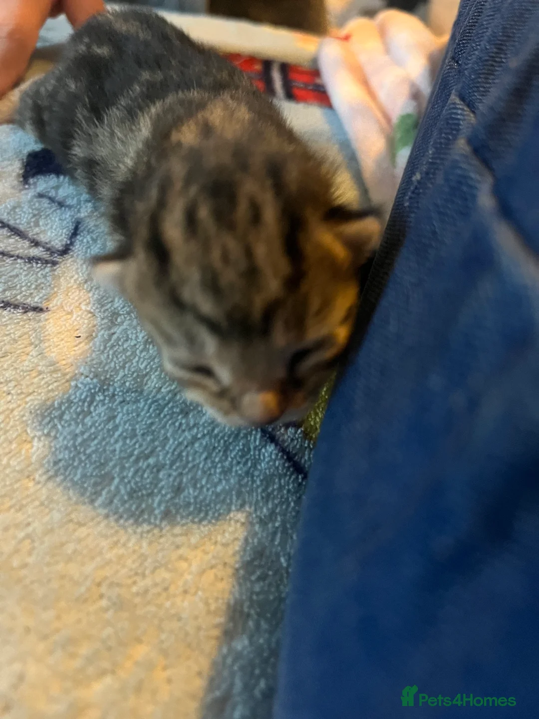 Mixed Breed cats for sale: Amber Bengal X shorthaired Black kittens in Cambridge - Advert 13