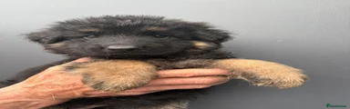 German Shepherd 6