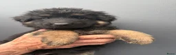 German Shepherd dogs for sale: GermanShepherd puppy’s GSD - Advert 5