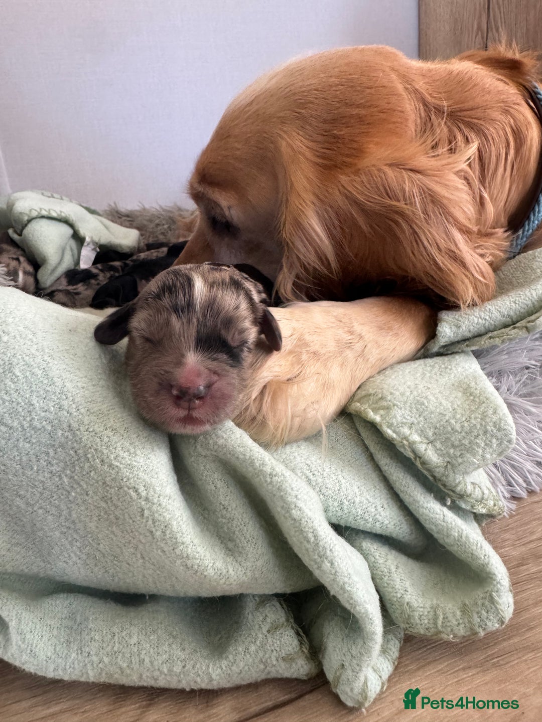 Cocker Spaniel dogs for sale: DNA Health Tested Merle Cocker Spaniel Puppies - Image 5