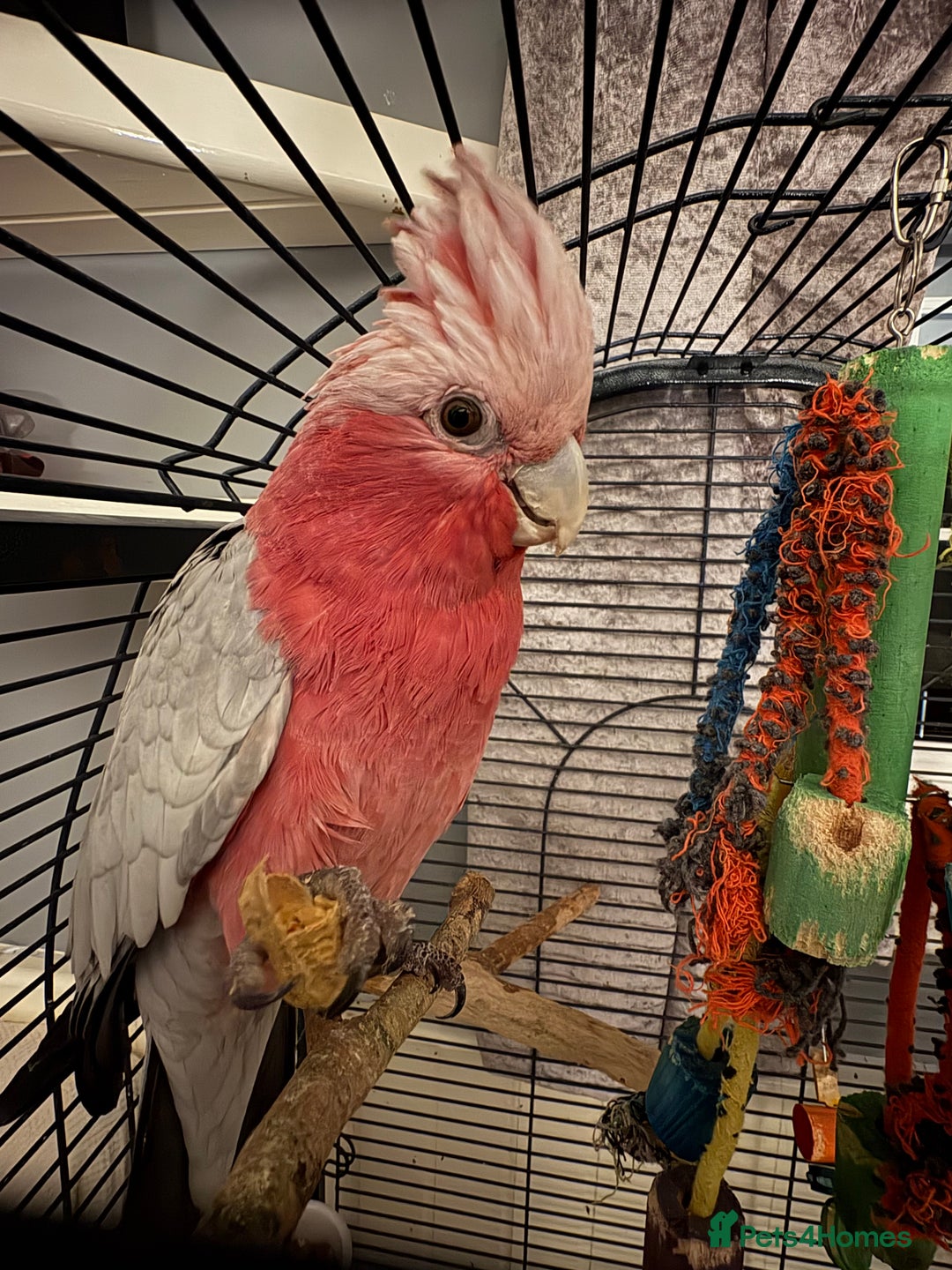 Parrots birds for sale: Galah cockatoo - Advert 7