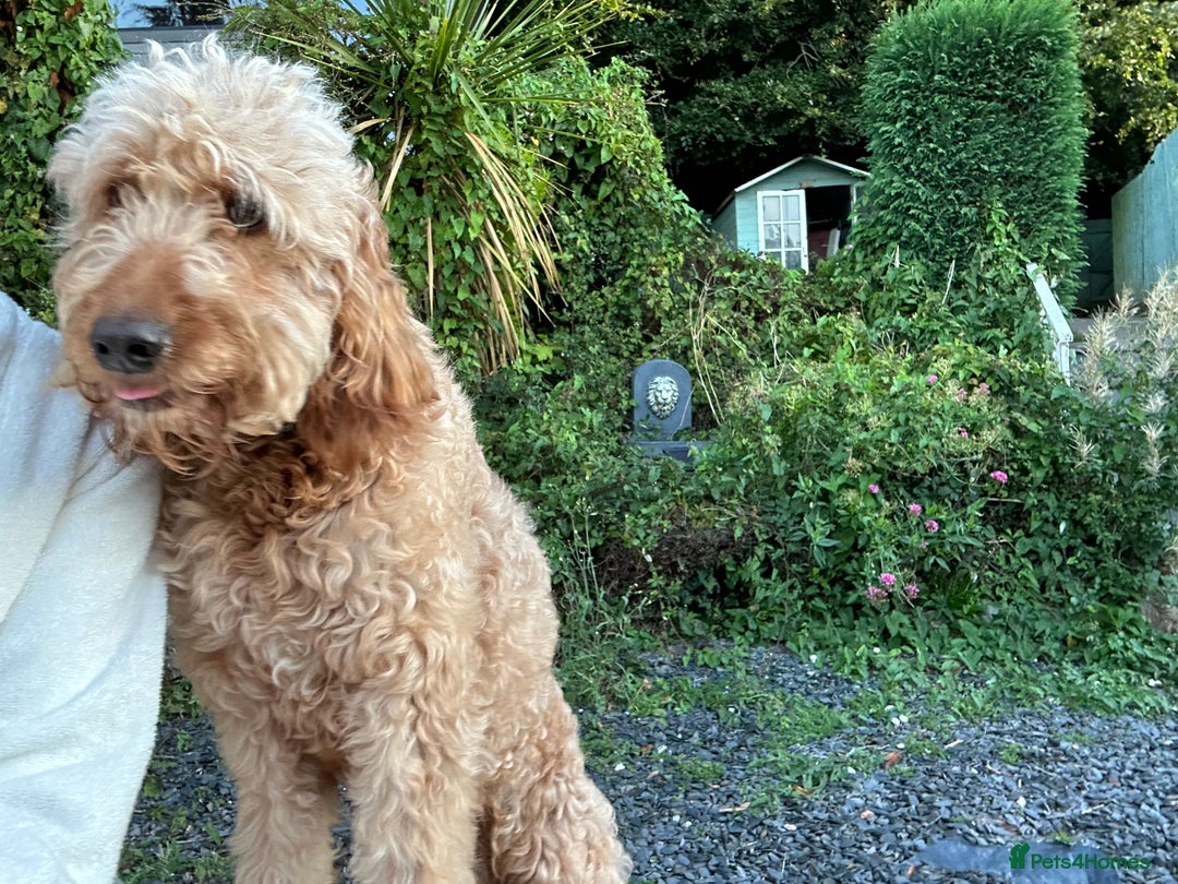 Goldendoodle dogs for sale: Golden doodle Looking for the best home DEVON ONLY - Image 5