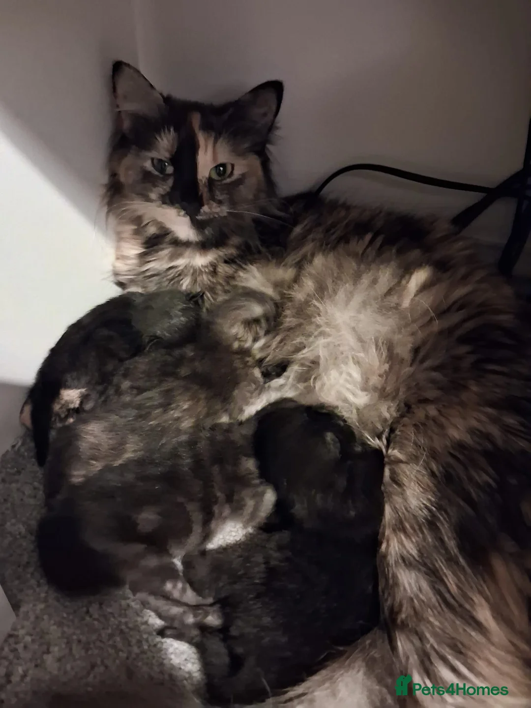 Maine Coon cats for sale: 3/4 main coon 2 Girls 1 Boy in Abingdon - Advert 9