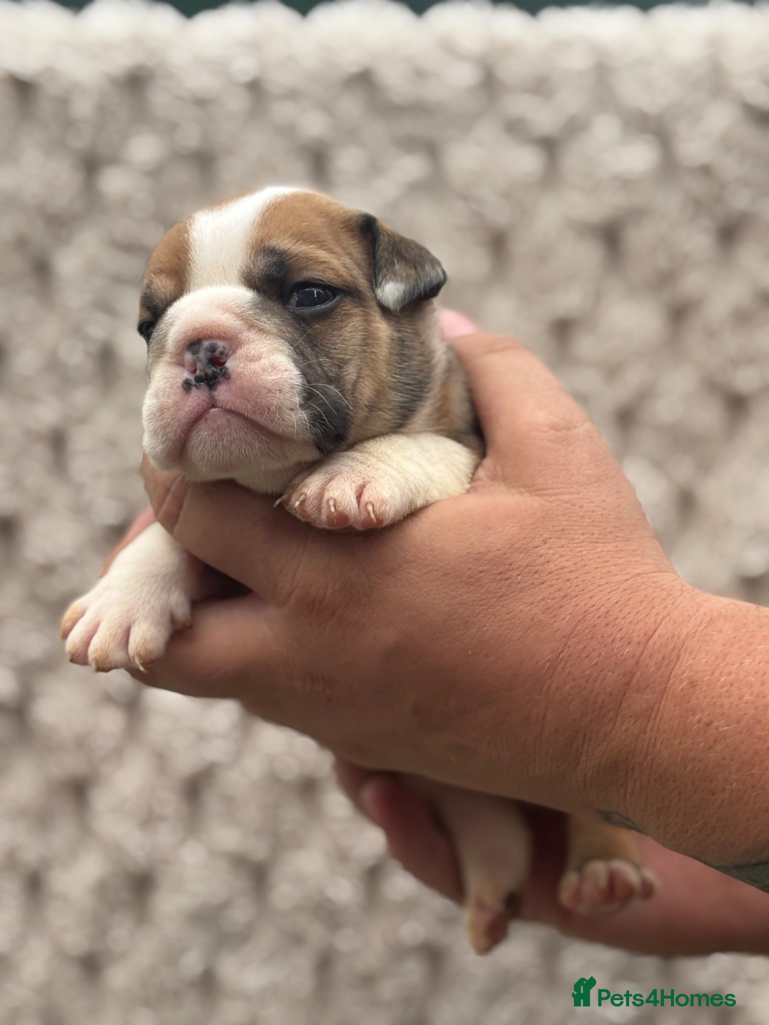 English Bulldog dogs Quality Bulldog Puppies  - Advert 15