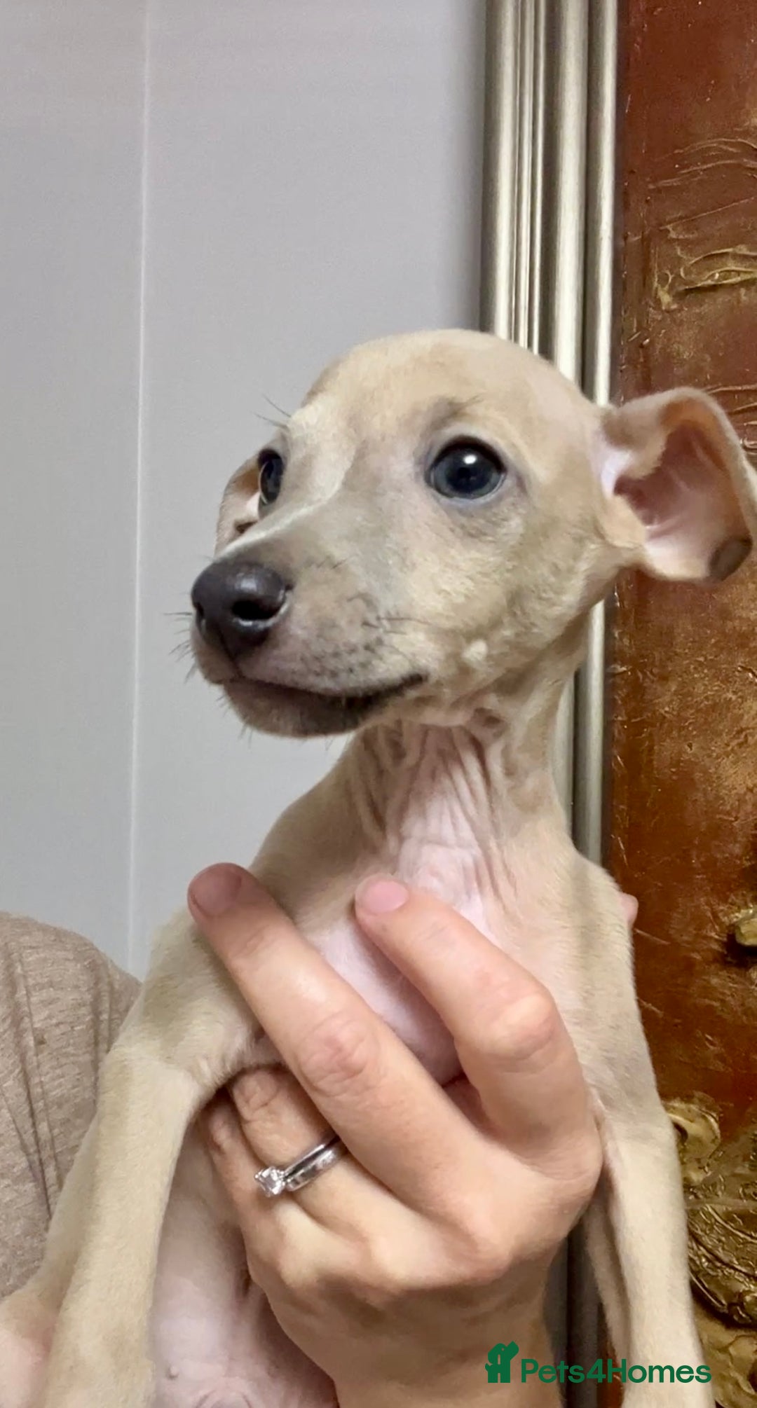 Italian Greyhound dogs for sale: Stunning Pedigree Italian Greyhounds Cream & Fawn  - Image 12