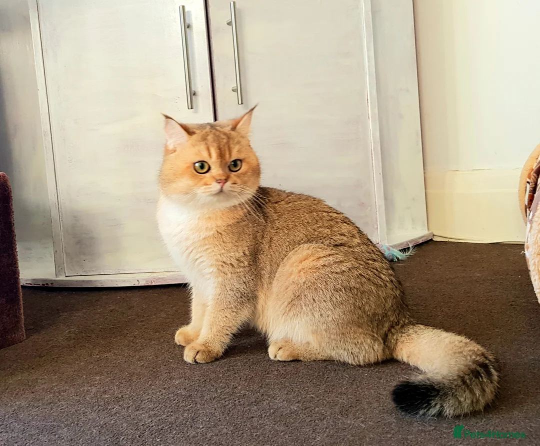 Scottish Fold cats for stud: GOLD CHINCHILLA SCOTTISH STRAIGHT PEDIGREE. STUD in London - Advert 24
