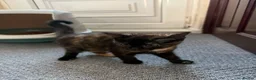 Mixed Breed cats for sale: Tortoise Female Kitten  - Advert 39