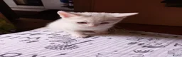 Mixed Breed cats for sale: Kittens - Advert 11