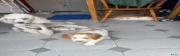 Cockapoo dogs for sale: F1 Cockapoo pups,  in Doncaster - Advert 10