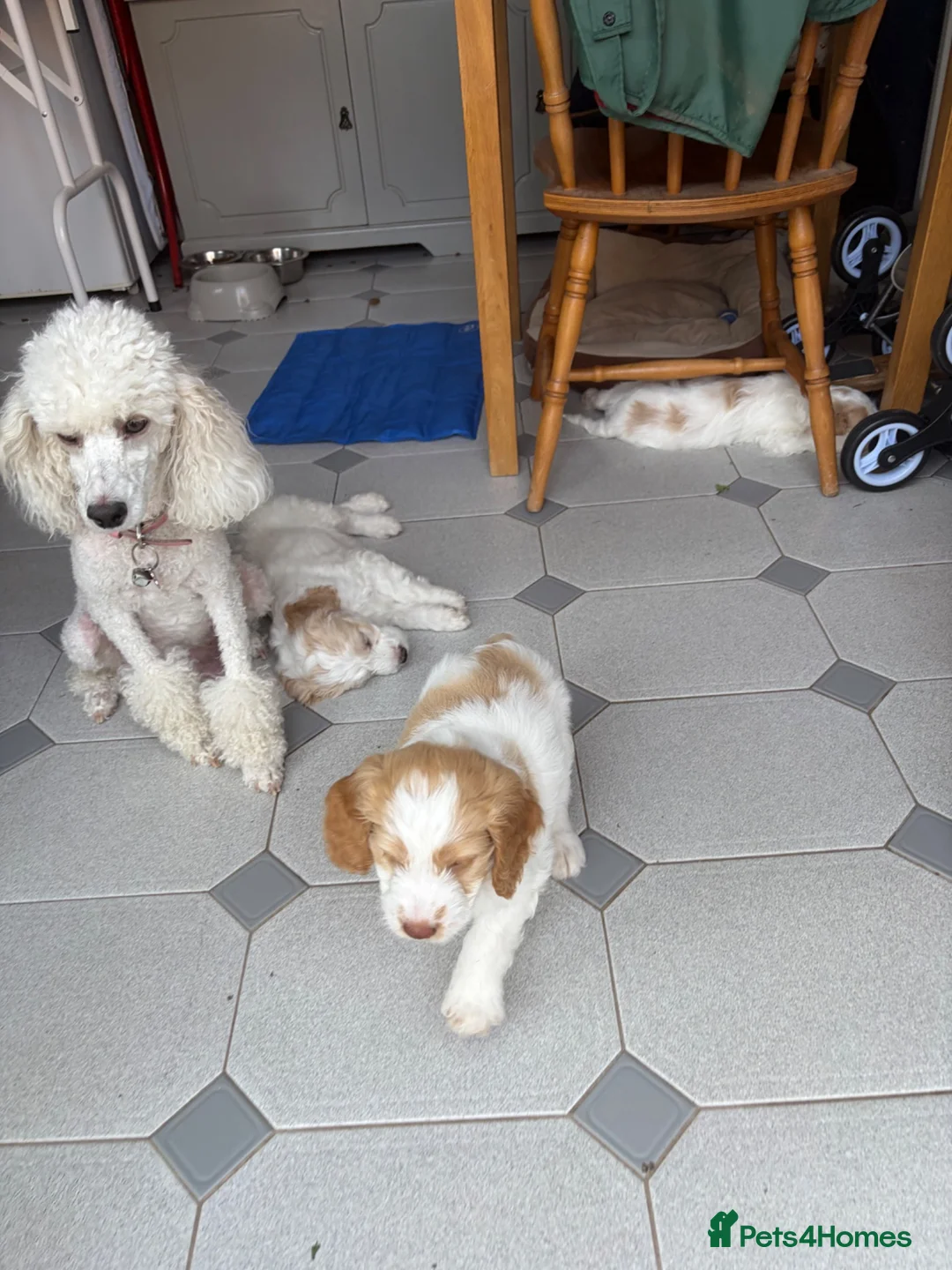 Cockapoo dogs for sale: F1 Cockapoo pups,  in Doncaster - Advert 10
