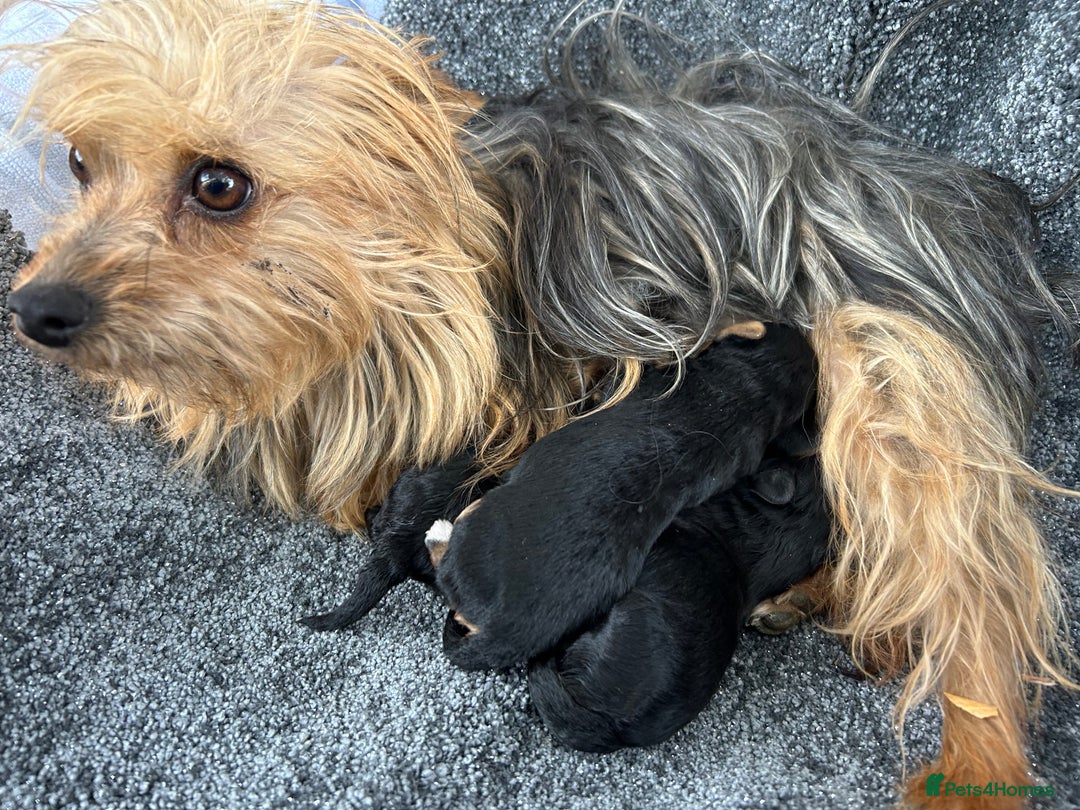 Yorkiepoo dogs for sale: Yorkiepoos - Advert 5