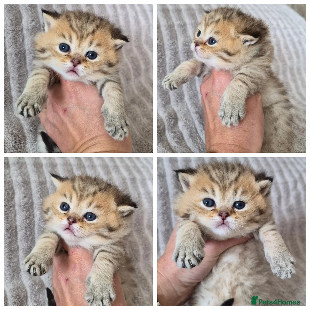 British Shorthair cats for sale: Golden British Shorthair  - Advert 6