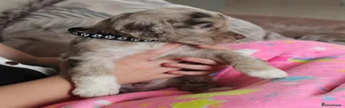 Cockapoo 5
