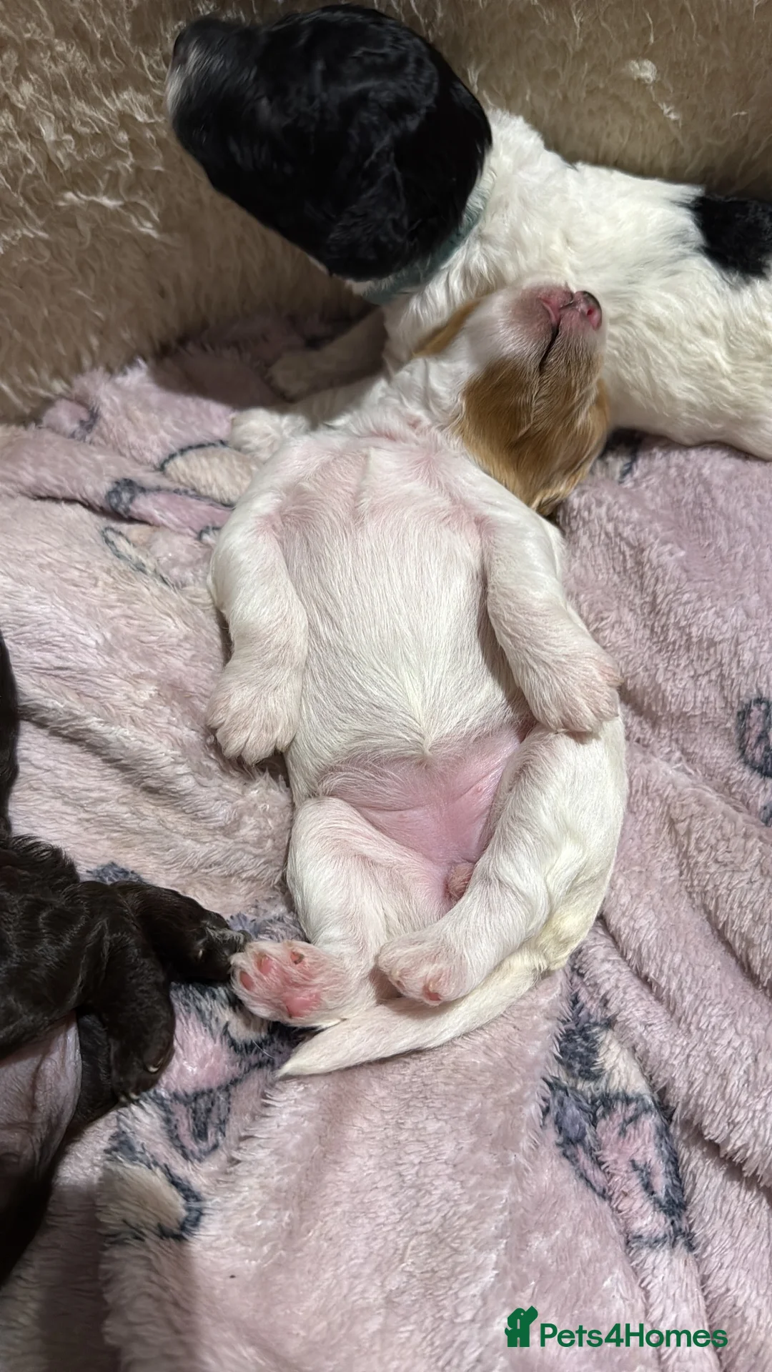 Cockapoo dogs for sale: 🐾 Stunning F2 Cockapoo Pups – 2 Boys & 4 Girls 🐾 - Advert 2