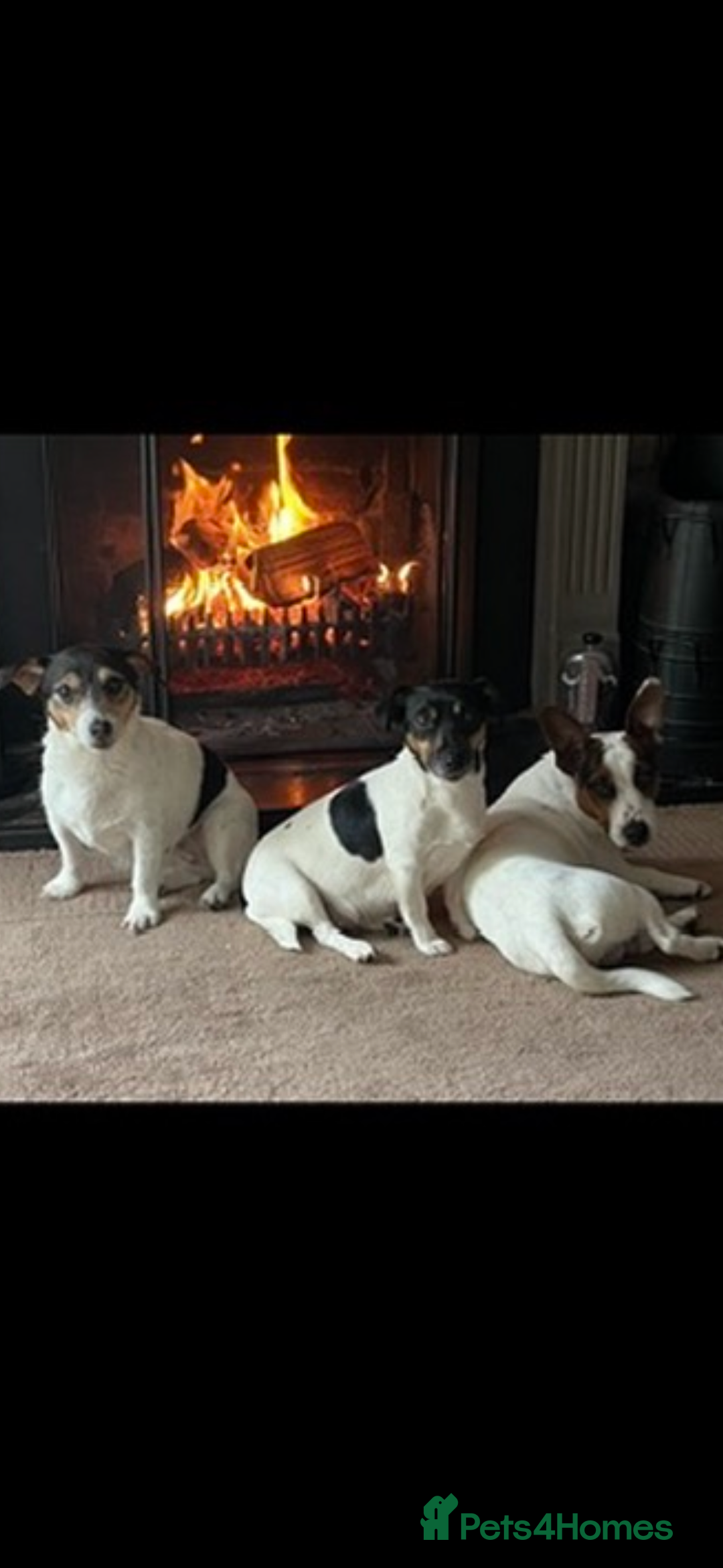 Jack Russell dogs for sale: Short legged Jack Russell puppies - Advert 4