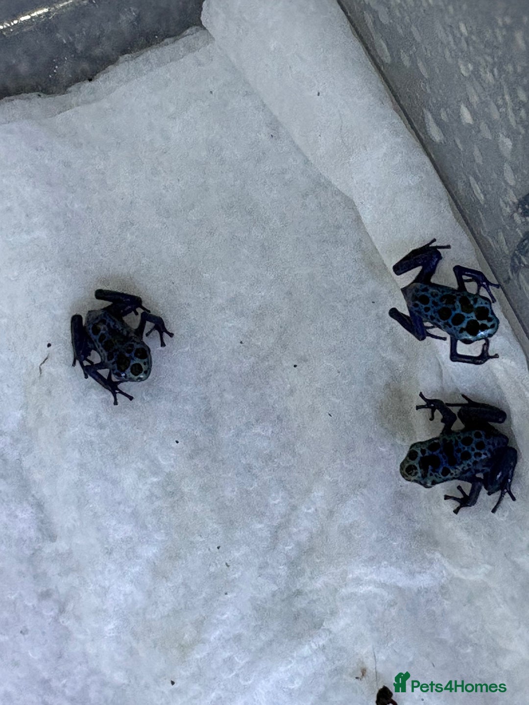 Frog reptiles for sale: Dendrobates Azureus froglets 3+ OOW ! - Image 4