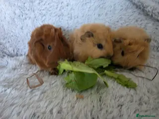 Guinea Pig rodents 3 girls x - Advert 1