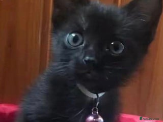 Mixed Breed cats Cute black kitten (8 weeks old ) - Advert 17