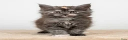 Maine Coon cats for sale: READY NOW - Exceptional loving & affectionate MC’s - Advert 10