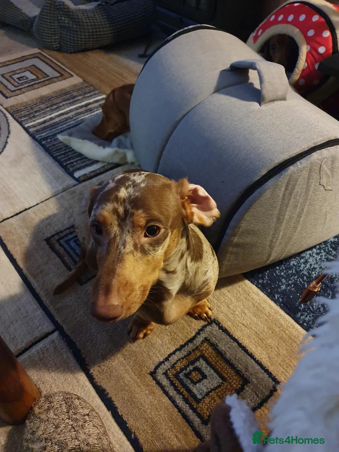 Miniature Dachshund dogs for sale: Miniature Smooth-Haired Dachshund  - Advert 3