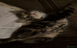 Mixed Breed cats for sale: The Fab Four - Advert 31