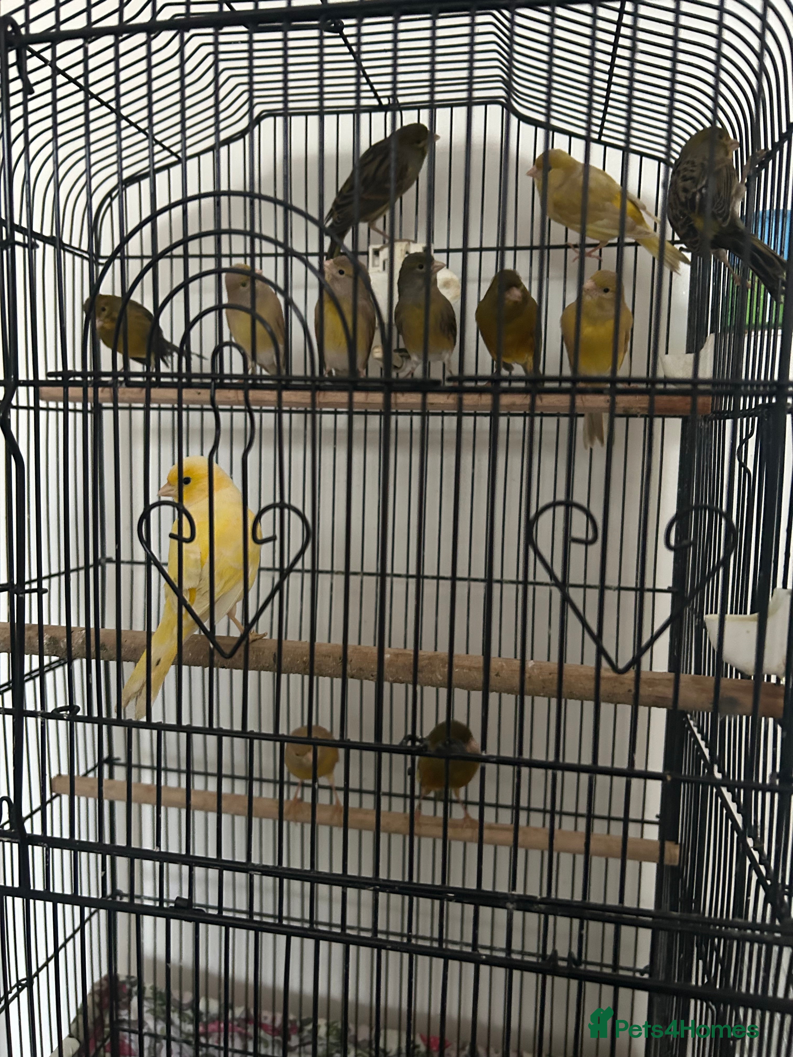 Canaries birds Canaries mixed colour  - Advert 3