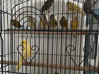 Canaries birds Canaries mixed colour - Advert 3