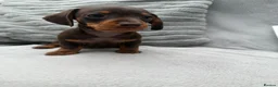 Miniature Dachshund dogs for sale: Gorgeous KC registered Miniature Dachshunds   - Advert 22