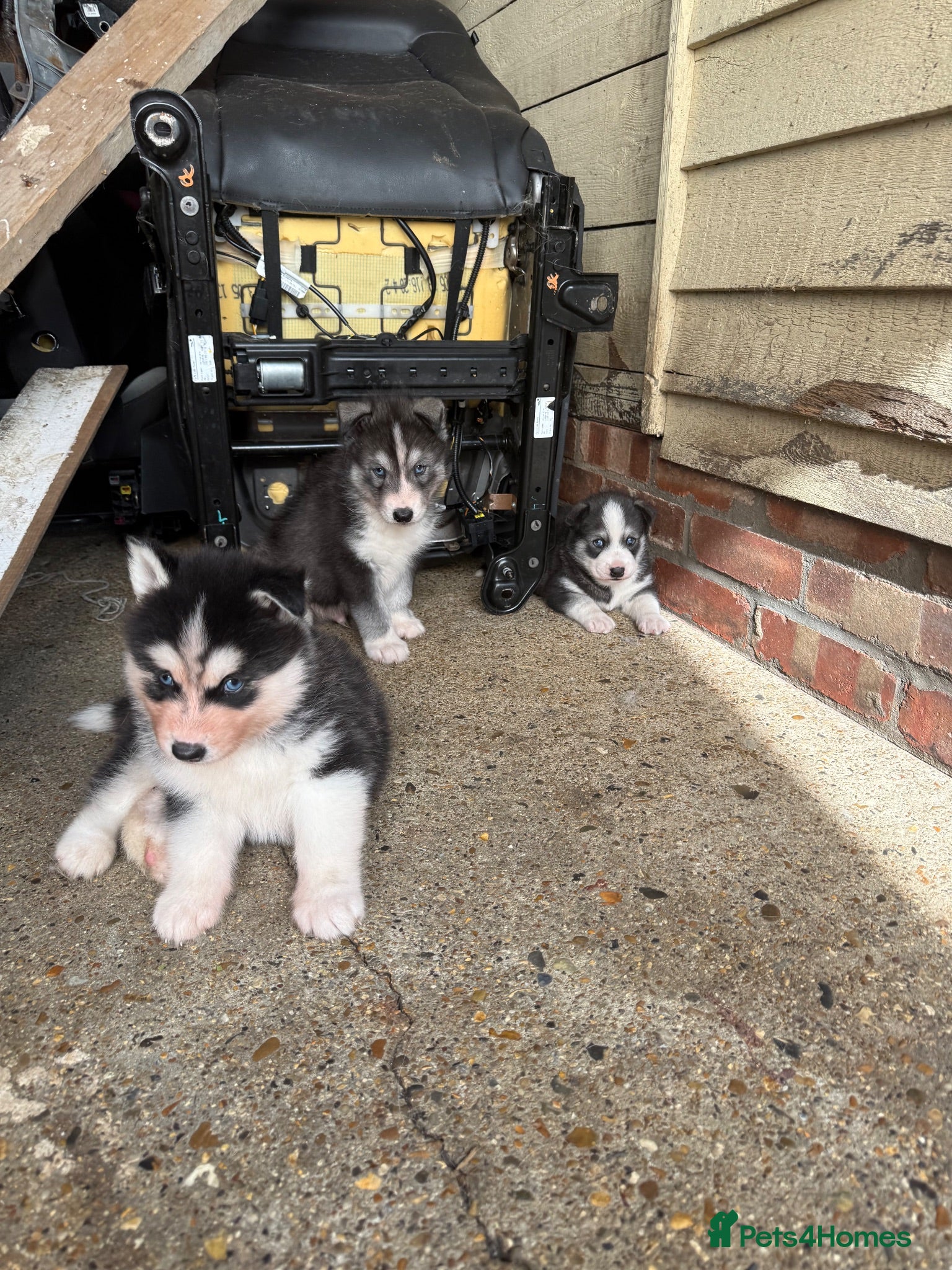 Siberian Husky dogs Puppies ready to go - Advert 2